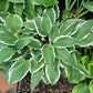 Miss Lya Hosta Plants online shopping