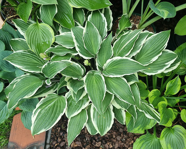 Miss Lya Hosta Plants online shopping