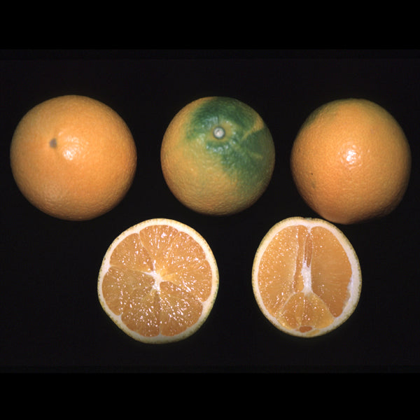 Navelate Navel Orange Budwood citrus plant material online shopping