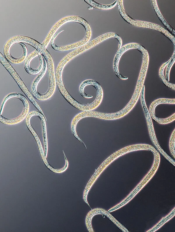 Capirel Beneficial Nematode