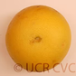 Kao Pan Pummelo Budwood citrus plant material online shopping