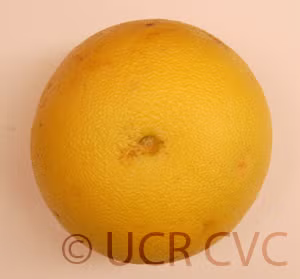 Kao Pan Pummelo Budwood citrus plant material online shopping