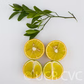 C-32 Citrange Trifoliate Hybrid Budwood citrus plant material online shopping