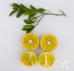 C-32 Citrange Trifoliate Hybrid Budwood citrus plant material online shopping