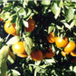 Daisy Mandarin Budwood citrus plant material online shopping