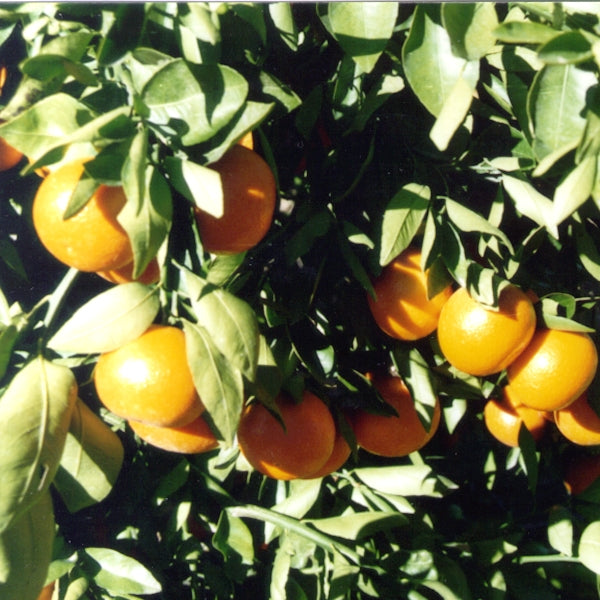 Daisy Mandarin Budwood citrus plant material online shopping