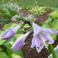 Lakeside Cranberry Relish Hosta Plants online shopping