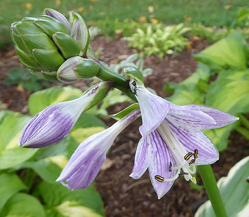 Lakeside Cranberry Relish Hosta Plants online shopping