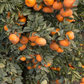 Tango Mandarin Plant citrus plant material online shopping
