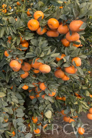 Tango Mandarin Plant citrus plant material online shopping