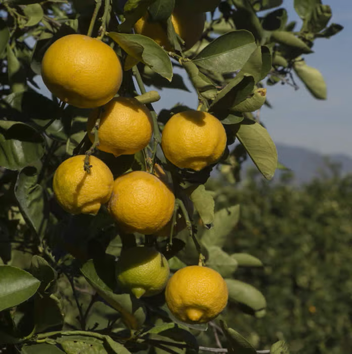 Marrakech Limonette Limetta Budwood citrus plant material online shopping
