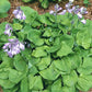 Ladybug Hosta Plants online shopping
