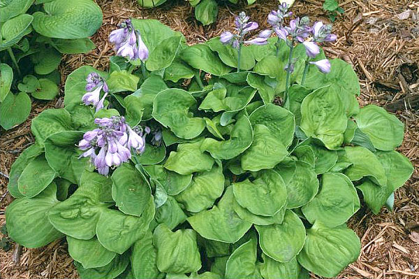 Ladybug Hosta Plants online shopping