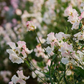 Kiera Madeline Sweet Pea seeds online shopping