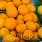 Meiwa Kumquat Budwood citrus plant material online shopping