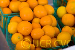 Meiwa Kumquat Budwood citrus plant material online shopping