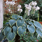 Frosted Dimples Hosta Plants online shopping