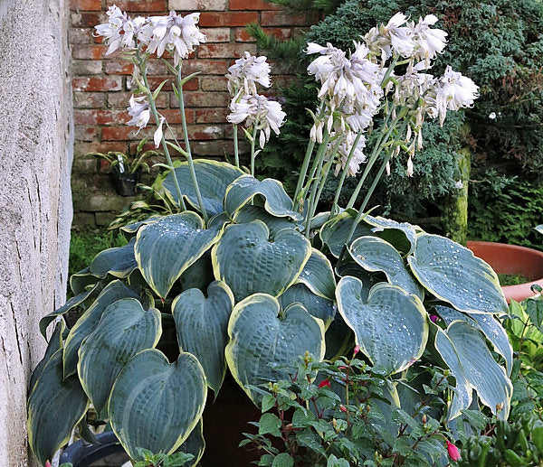 Frosted Dimples Hosta Plants online shopping