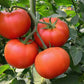 Galahad Organic Tomato
