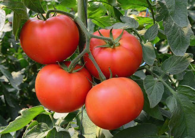 Galahad Organic Tomato