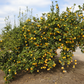 Taylor Eureka Lemon Budwood citrus plant material online shopping