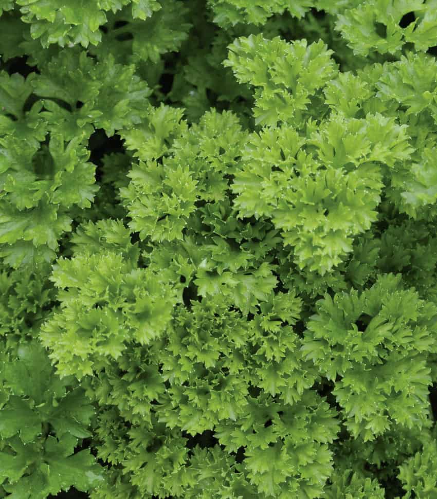 Parsley - Persil