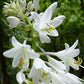 Humpback Whale Hosta Plants online shopping