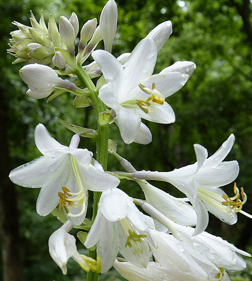 Humpback Whale Hosta Plants online shopping