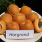 Hargrand Apricot