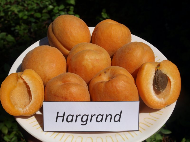 Hargrand Apricot