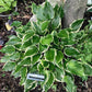 Tea At Bettys Hosta Plants online shopping