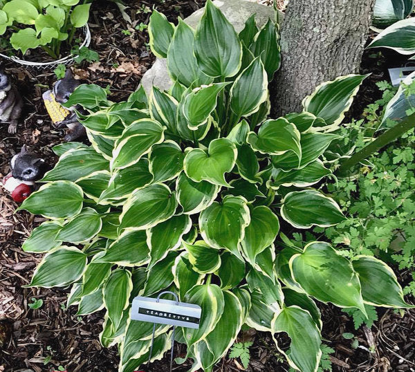 Tea At Bettys Hosta Plants online shopping