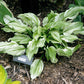 Zebra Stripes Hosta Plants online shopping