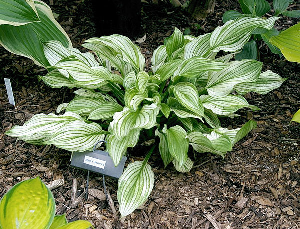 Zebra Stripes Hosta Plants online shopping