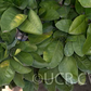 Kinkoji Unshiu Mandarin Hybrid Budwood citrus plant material online shopping