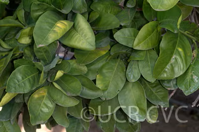 Kinkoji Unshiu Mandarin Hybrid Budwood citrus plant material online shopping