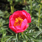 Paeonia Lactiflora Flame