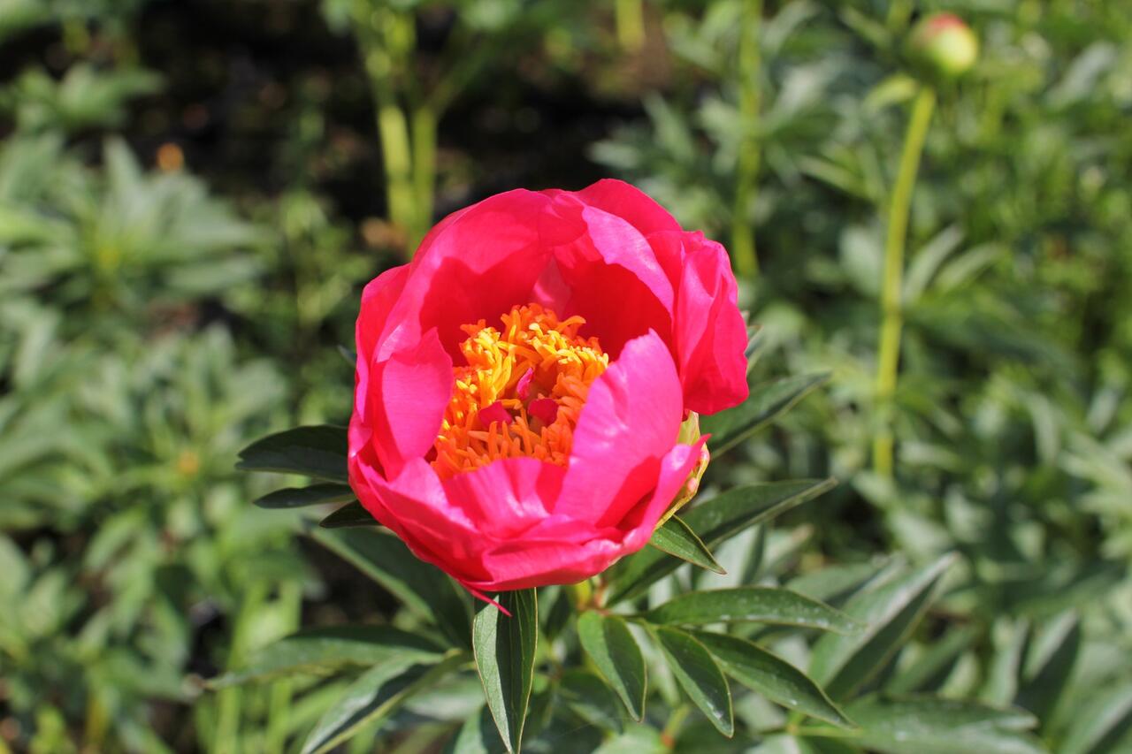 Paeonia Lactiflora Flame
