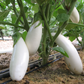 Snowy F1 Organic Aubergine