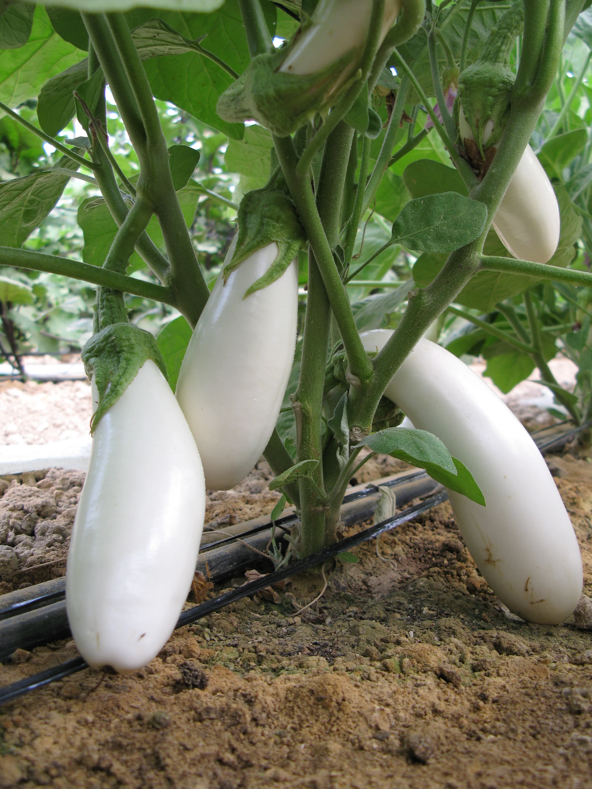 Snowy F1 Organic Aubergine