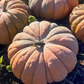 Spellcast F1 Pumpkin
