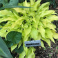 Tiny Bubbles Hosta Plants online shopping