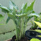 Kempen Sky High Hosta Plants online shopping