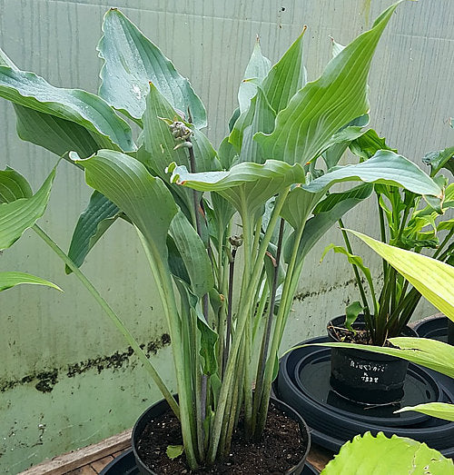 Kempen Sky High Hosta Plants online shopping