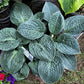 Ripped Hosta Plants online shopping