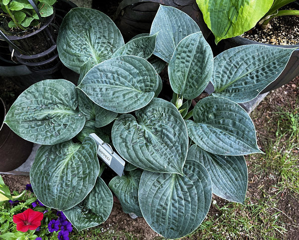 Ripped Hosta Plants online shopping