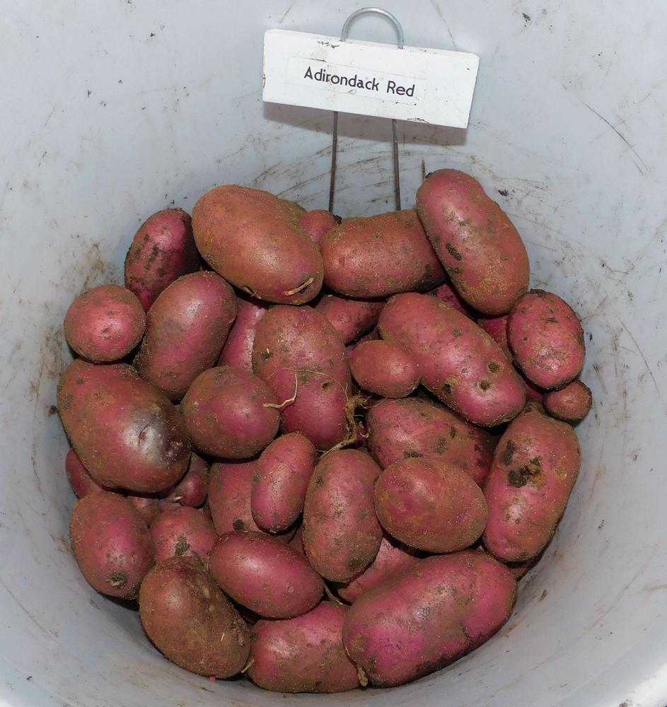 Adirondack Red Seed Potato online shopping
