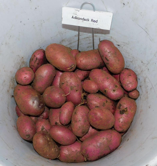 Adirondack Red Seed Potato online shopping