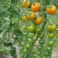 Sweet Gold F1 Tomato