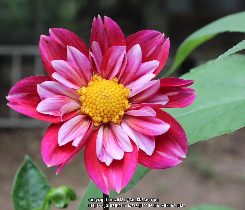 Pipsqueak Dahlia